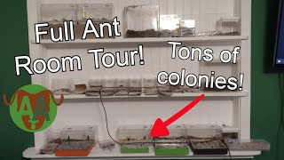 500 Subscriber Special  Arthropod Antics Full Ant Room Tour [upl. by Stiruc]