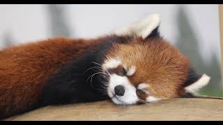 Red Panda Barrel Naps [upl. by Natelson]