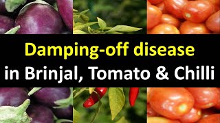 How to manage Damping off disease in Brinjal Tomato amp Chilli [upl. by Atikir645]