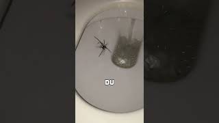 Der Schock des Jahres  Riesige Spinne im Klo 🕷️🚽 [upl. by Arutnev541]