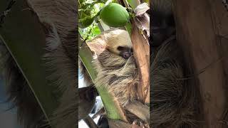 🦥 Beautiful Wild Sloth Taking a Nap [upl. by Yanetruoc]