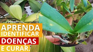 Por que as orquídeas ficam com as folhas amarelas e com pintas [upl. by Frodin]