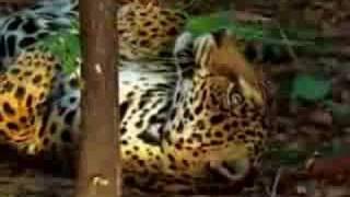 jaguar tastes the hallucinogenic effects of yage [upl. by Annagroeg313]