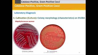 Staphylococci Catalase Positive Gram Positive Cocci [upl. by Finella]