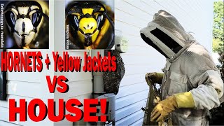 2 Wasp Nests in One House Yellow Jacket and Hornet Removal [upl. by Silber]