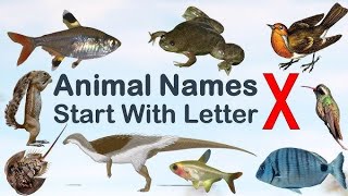 8 Animals That Start With X From Xantus Hummingbird to Xenopus l fun facts l exotic animals l fish [upl. by Olvan]