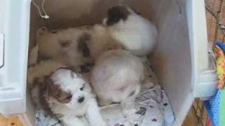 Gracies Shichon Teddy Bear Puppies [upl. by Hannahs]