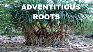 Adventitious Root [upl. by Bevin]