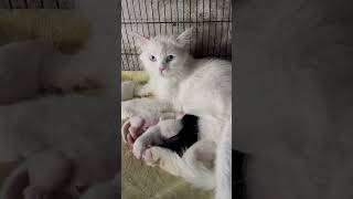 3 Day Cute born Kittens🐾😻shorts youtubeshort shortsvideo [upl. by Finley152]