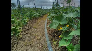 19 07 2024 SURINAMERS WILLEN NIET IN DE LANDBOUW WERKEN [upl. by Gnaig811]