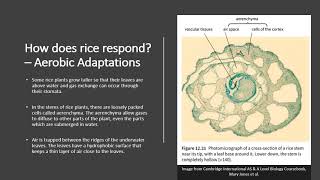 124 Adaptations of Rice to Wet Environments [upl. by Hilliary]