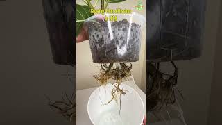 Growing Ficus Altissima Rubber Plant in LECA The Green Earth thegreenearth shorts youtubeshorts [upl. by Lenoyl958]