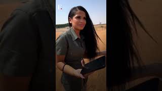 Dubai Stranded Women in Desert Call Camel Via Uber  Subscribe to Firstpost [upl. by Aitsirk343]