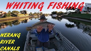 NERANG RIVER WHITING 7TH JUNE 2024 [upl. by Mathur986]