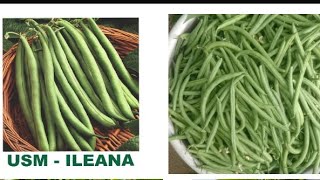 USM  ILEANA  Pole Beans farming Unisem Agritech pvt Ltd [upl. by Ahkeber441]