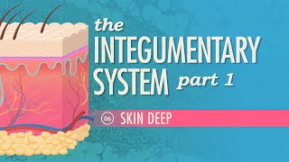 The Integumentary System Part 1  Skin Deep Crash Course Anatomy amp Physiology 6 [upl. by Cary144]