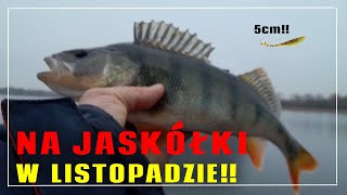 Na jaskółki w Listopadzie  Piękne Okonie na spinning  Wędkarstwo 2024 [upl. by Nilla]