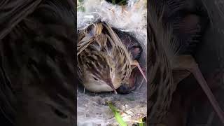 Zitting cisticola sitting babies p2trending shorts short shortvideo [upl. by Boardman]