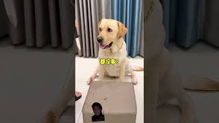 dog labrador puppy pets funny comedy challenge prank [upl. by Ellevel847]