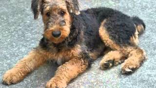 Set Of Cute Dogs Pictures  Puppy Terrier Airedale [upl. by Nyltiak]