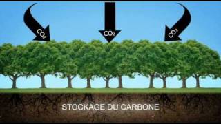 Luttez contre le changement climatique  Utilisez le Bois [upl. by Marshal]