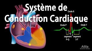 Le Système de Conduction Cardiaque et la Relation avec lECG Animation [upl. by Ellord]