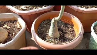 Adenium rot  post rainy season why we need to keep plant under shed [upl. by Pulling822]