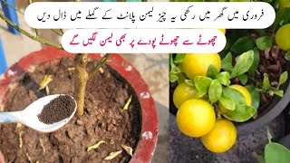 Best orgenic fertilizer for lemon plant  Nibu ki achi growth k liye ye khad dalen [upl. by Yeleen103]