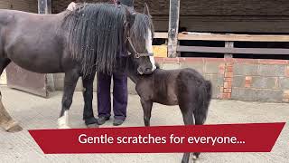 Rescue foal Ruby and foster mum Cilla grooming each other  Redwings Horse Sanctuary [upl. by Gwenny]