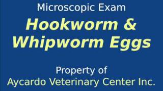 Microscopic Exam Hookworm amp Whipworm of a Dog [upl. by Eidnac]