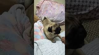 ilovemypug cuteanimal doglover babypug pets funny puglove viralshorts [upl. by Iclek]