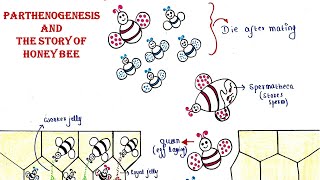 Parthenogenesis  The beautiful story of honeybee [upl. by Nomled]