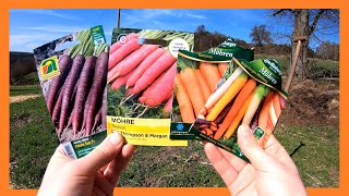 Karotten zwei mal im Jahr anbauen 🥕🥕 Karotten im Garten von der Aussaat bis zur Ernte  Freiland 🥕 [upl. by Anirod]