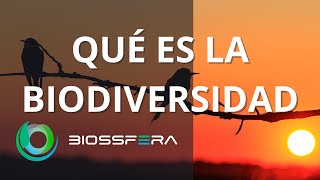 Qué es la BIODIVERSIDAD y su IMPORTANCIA [upl. by Selim787]