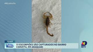 51 escorpiões são capturados no bairro Corveta em Araquari [upl. by Edgell]