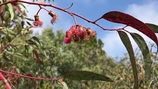 Eucalyptus torquata Coral gum [upl. by Kcirded]