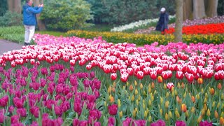 Spring in Europes Largest Tulip Garden  Keukenhof 2023  4K [upl. by Naedan]