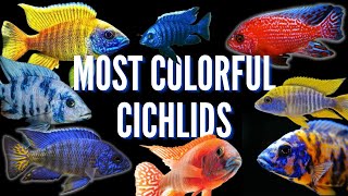 How to Keep Peacock Cichlids  Care Guide amp Species Profile [upl. by Henderson]