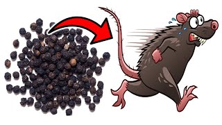 This Simple Substance Gets Rid of MICE amp RATS in SECONDS [upl. by Eelydnarb339]