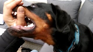 ROTTWEILER Aggressiver Kampfhund 2019 [upl. by Rodgiva]