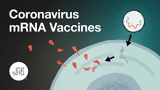 Coronavirus mRNA Vaccine Safety and Efficacy [upl. by Pengelly740]