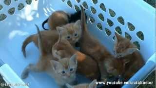 Basket of Meowing Kittens [upl. by Mahla]