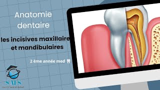 cours des incisives maxillaires et mandibulaires  module danatomie dentaire 2 ème année [upl. by Rodger]