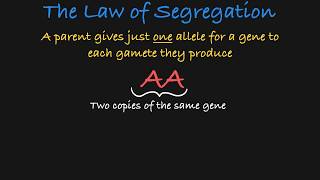 Mendels Law of Segregation Explained [upl. by Cibis]