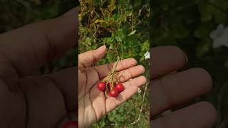 ఉచ్చింతతీగ Green Fruit of Solanum Trilobatum for cough cold babies medical దగ్గు కఫం yt [upl. by Nayab964]