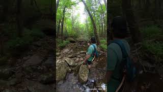 Catching creek chubs on a tenkara rod [upl. by Rozelle]