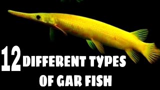 Types of gar fish  Florida gar  Alligator gar  Spotted Gar  Cuban gar fish [upl. by Shirk436]