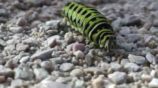 Caterpillar Crawling Close Up [upl. by Blaze]