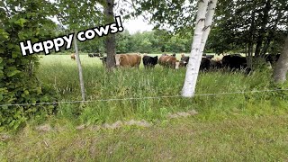 Back pasture is ready and the cows love it [upl. by Sioux119]