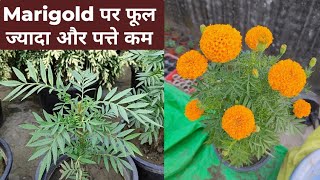 Marigold पर पत्तों से ज्यादा फूल पाने के लिए Simple 3 Tips  Marigold Winter Big Bloom Fertiliser [upl. by Delwin]